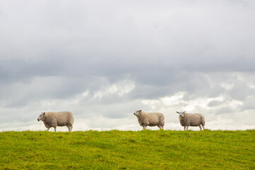 Obraz premium three sheep walking in line on green dike under clouded sky in Friesland, the Netherlands