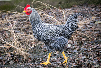 A gray-white motley chicken walks on a farm in the village.