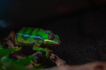 Macro of a panther chameleon in the jungle