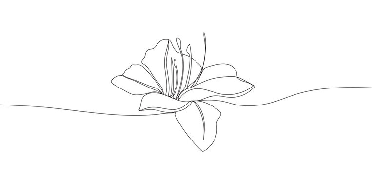 lily flower in single continuous line drawing style for logo or emblem.