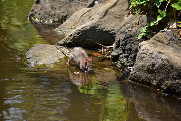 水辺にいるネズミ