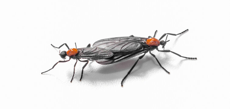 pair of mating Lovebug - Plecia nearctica - a species of march fly found in parts of Central America and the southeastern United States