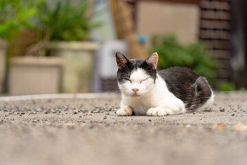 警戒するカメラ目線の野良猫