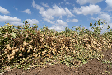 Peanuts in a field in harvest and peanut collection