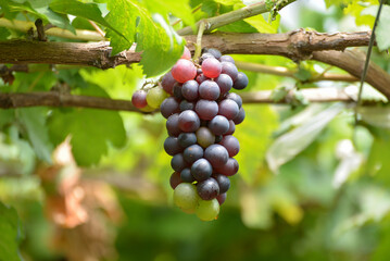 Grapes in chemical free plantings