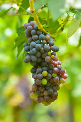 Grapes in chemical free plantings