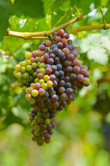 Grapes in chemical free plantings