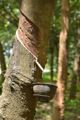 Image of latex covered with a container until it hardens.