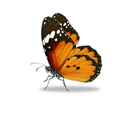 Monarch butterfly on a white background.