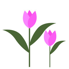 colorfull tulip blooms  for design