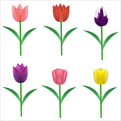 colorful tulips set on white background