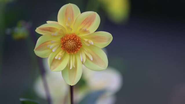 Heirloom Dahlia, Miniature Collarette Dahlia (Clair De Lune), Single Flowered, Halifax Public Garden, Nova Scotia