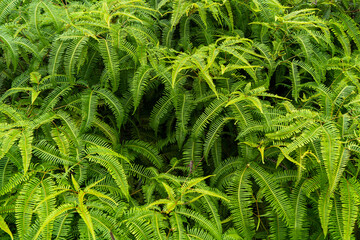 生い茂ったシダ植物の背景素材