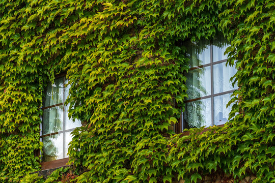 Eine Hauswand ist mit wildem Wein zugewachsen