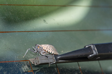 A Spotted Lanternfly hitchhiking on the windshield wiper of a car.