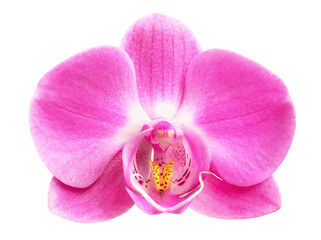 Pink orchid flower head isolated.