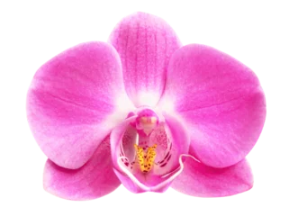 Gordijnen Pink orchid flower head isolated. © Cobalt