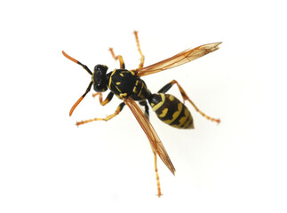 Wasp, Vespula germanica