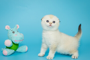 White Scottish fold kitten on a blue background