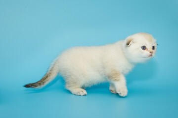 Fototapeta na wymiar White Scottish fold kitten on a blue background