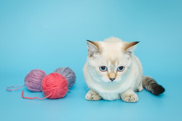 White Scottish kitten on a blue background