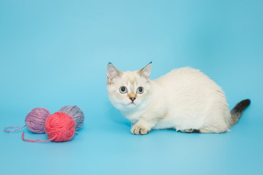 White Scottish kitten on a blue background