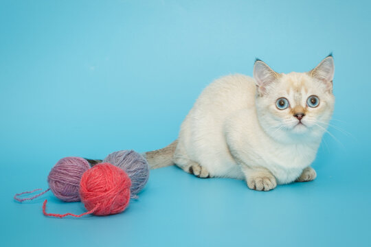 White Scottish kitten on a blue background