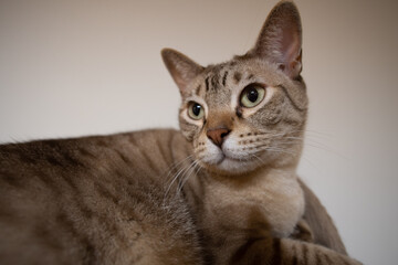 portrait of a chocolate spotted australian mist cat