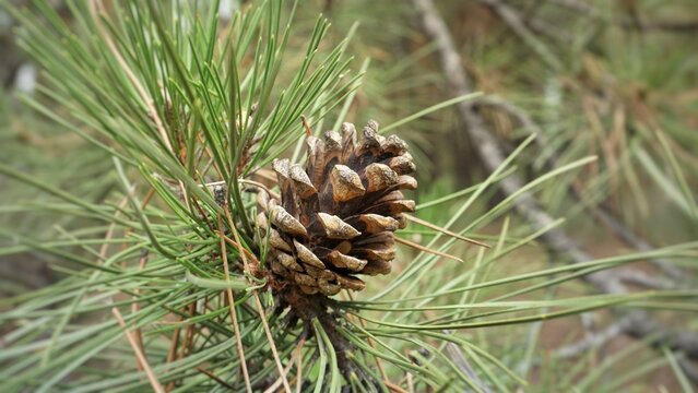 Large dry brown open pine cone on a branch in the forest