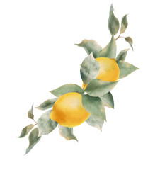 Lemon watercolor bouquet. composition Watercolor lemon fruit  and leaf for wedding invitation? greating card, decoration.
