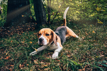 Beagle w lesie - obrazy, fototapety, plakaty