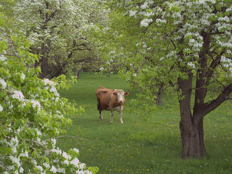 A Yellow Cow Grazing Under Blooming Trees In Spring.