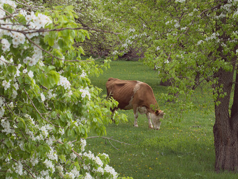 A Yellow Cow Grazing Under Blooming Trees In Spring.