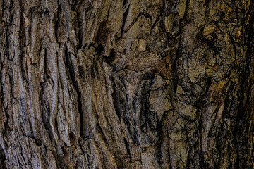 old bark of a tree