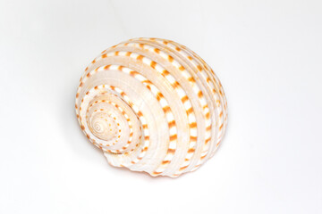 Image of seashells tonna tesselata on a white background. Undersea Animals. Sea Shells.