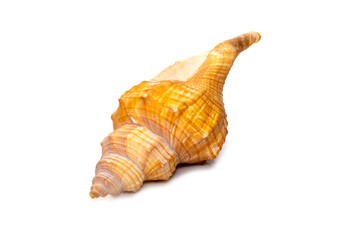 Image of Trapezium Horse Conch / Striped Fox Conch seashell (Pleuroploca trapezium) isolated on white background. Undersea Animals. Sea Shells.