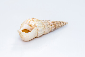 Image of rhinoclavis aspera is a species of sea snail, a marine gastropod mollusk in the family...
