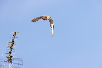 Lesser Kestrel (Falco naumanni), Matera, Basilicata, Italy