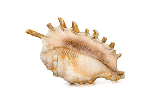 Image of Millipede spider conch (Lambis millepeda) isolated on white background. Sea snail. Undersea Animals. Sea Shells.