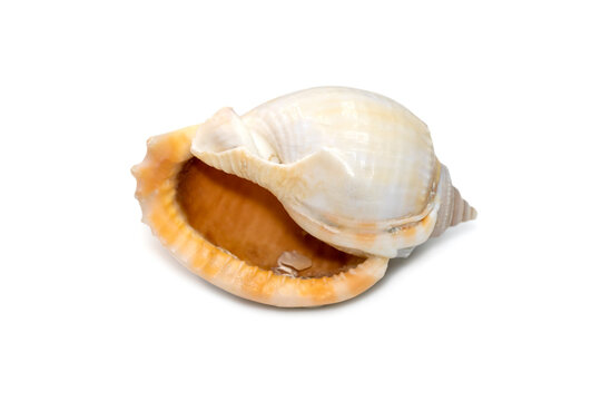 Image of phalium glaucum shell, common name the grey bonnet or glaucus bonnet, is a species of large sea snail, a marine gastropod mollusk in the family Cassidae, the helmet snails and bonnet snails.