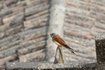 Lesser Kestrel (Falco naumanni), Matera, Basilicata, Italy