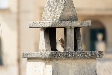 Lesser Kestrel (Falco naumanni), Matera, Basilicata, Italy