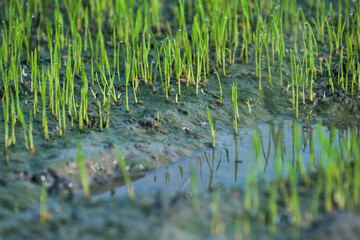 young Rice sprouts in paddy field. This is the first stage of rice cultivation