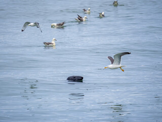 Gulls harassing a seal (Pinniped) on the shores of Heimaey island, Vestmannaeyjar (Westman) archipelago, Iceland. The seal population in the ocean of Iceland is on the increase.