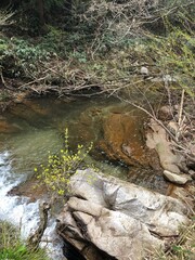 stream in the forest