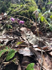 mushrooms in the forest