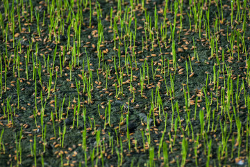 Obraz premium young Rice sprouts in paddy field. This is the first stage of rice cultivation