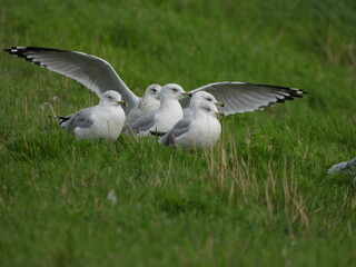 Group of Seagulls