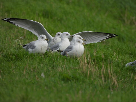 Group Of Seagulls