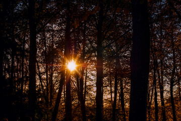 Sunset through the Forest